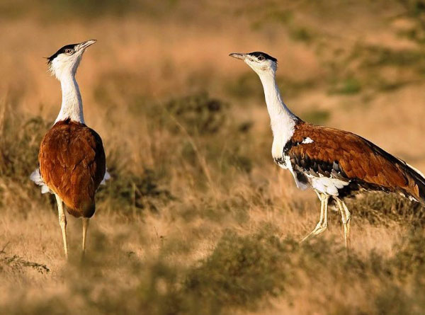 PROJECT 1-A – Grassland and Great Indian Bustard Campaign