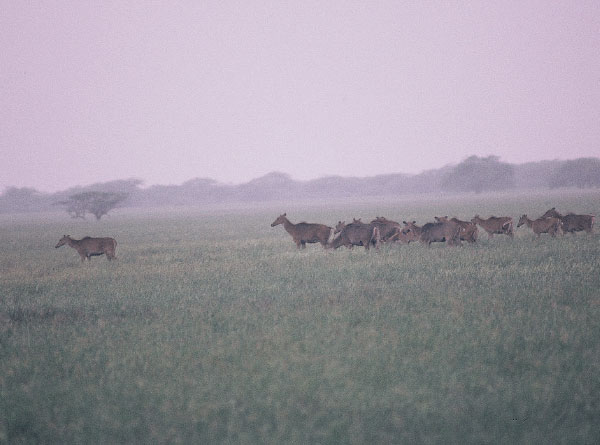 Grassland Habitat and Ecology Conservation Proposal